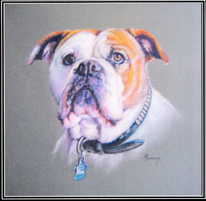 Animal portraits in pastel,  charcoal. and oil